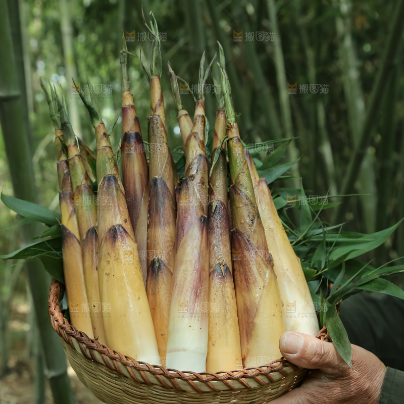 苦笋