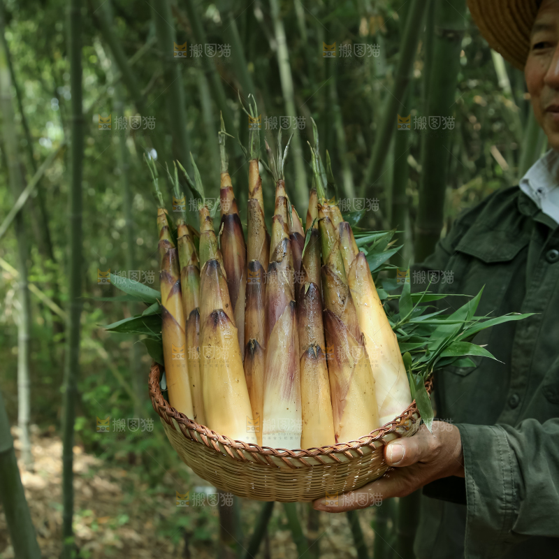 苦笋