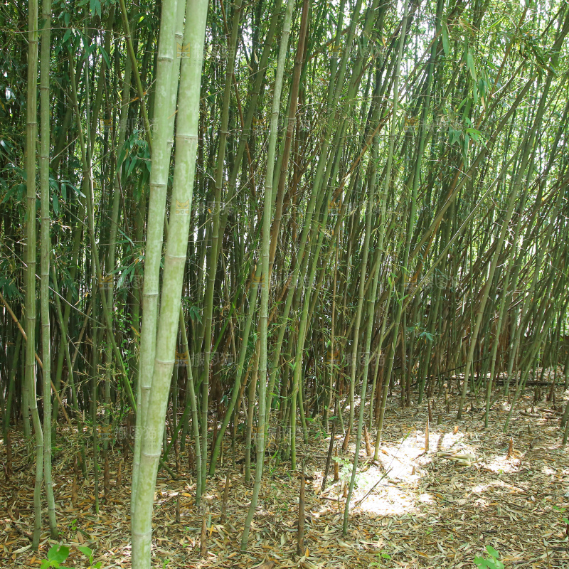 竹林