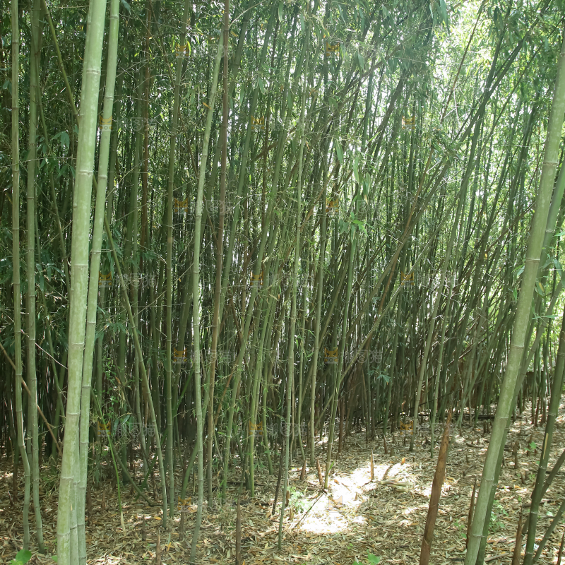 竹林