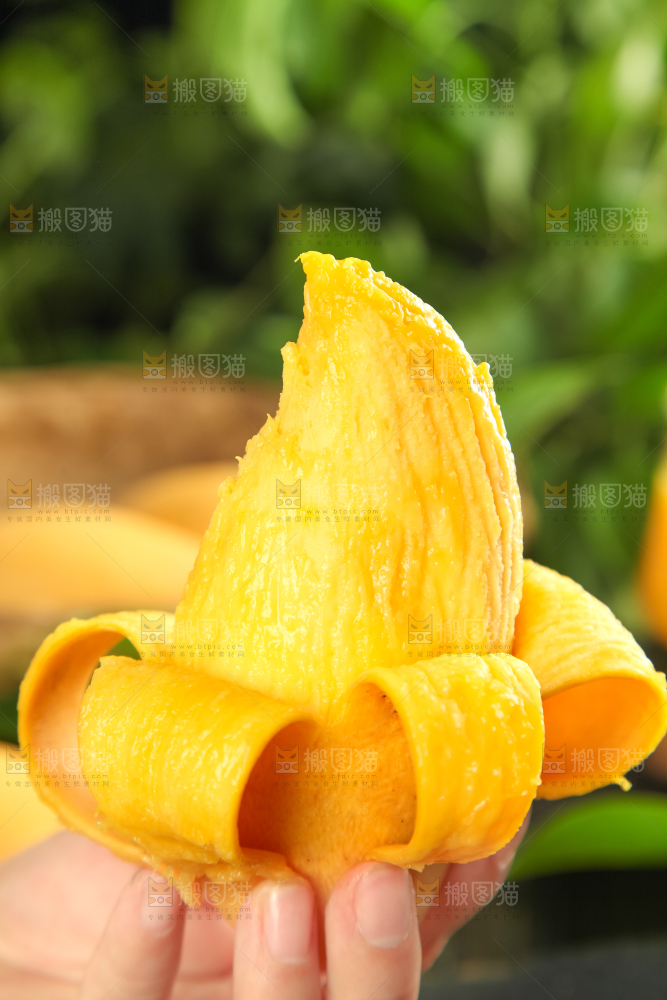 鹰嘴芒