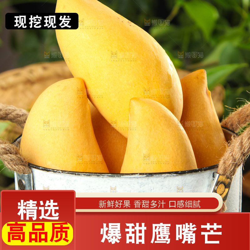 鹰嘴芒