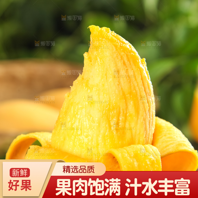 鹰嘴芒