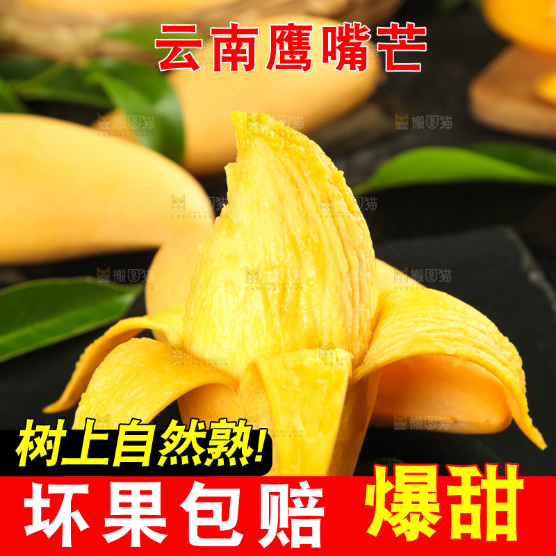 鹰嘴芒