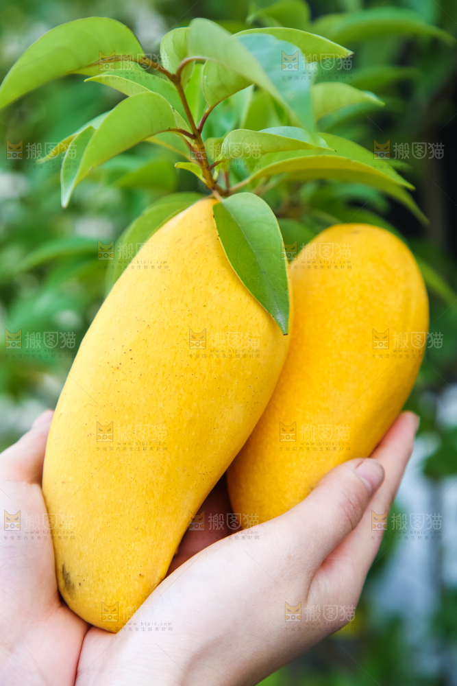 鹰嘴芒