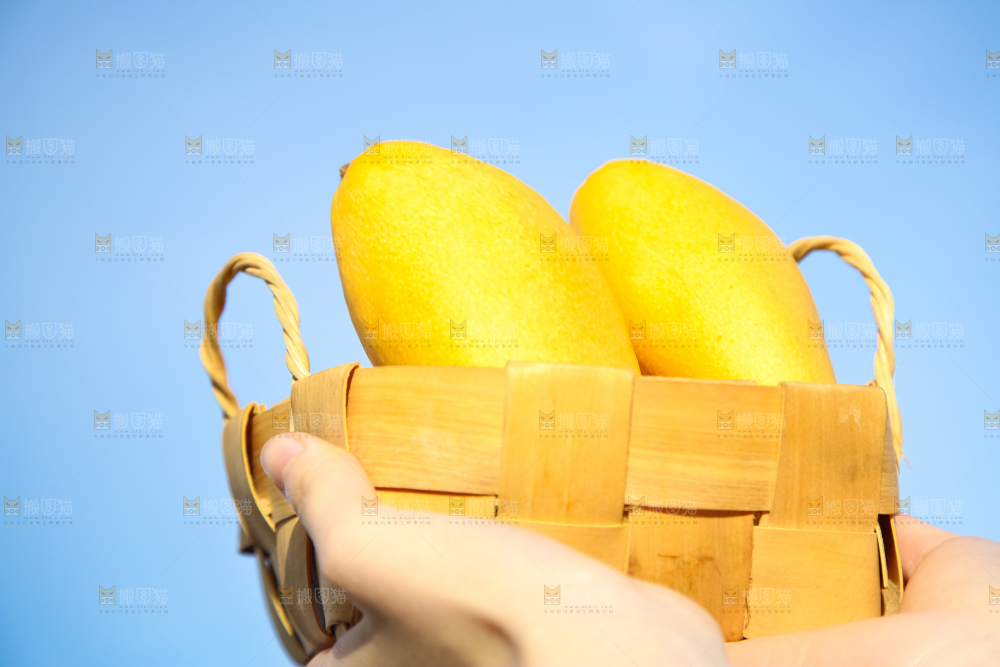 鹰嘴芒