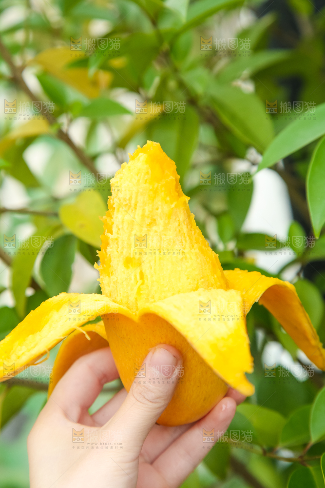 鹰嘴芒