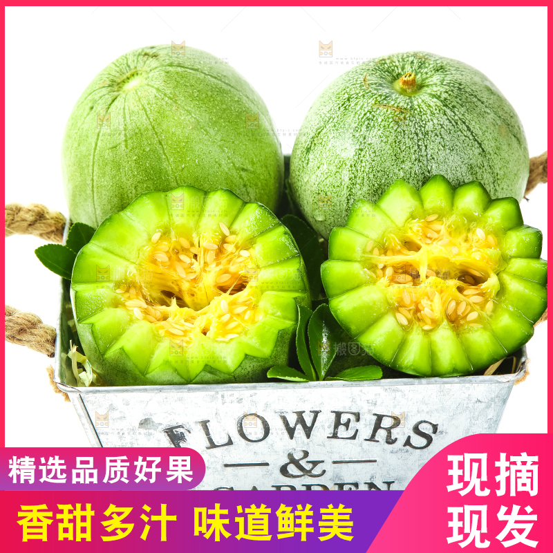 绿宝甜瓜