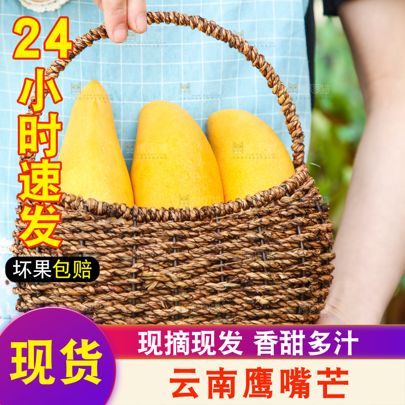 鹰嘴芒