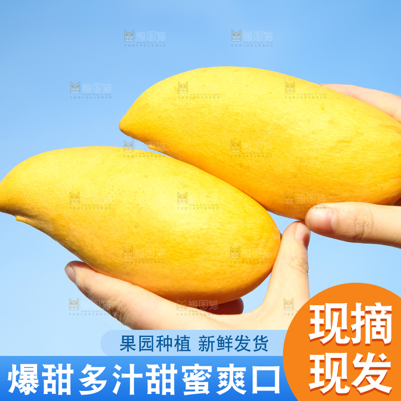 鹰嘴芒