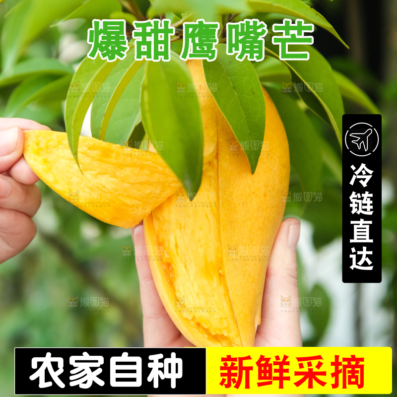 鹰嘴芒