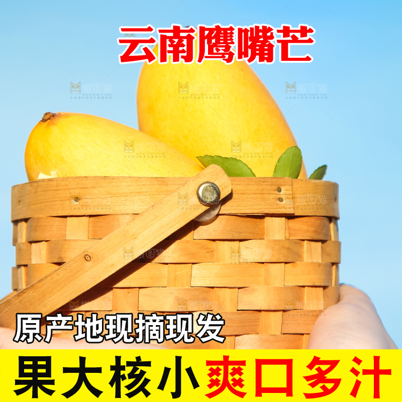 鹰嘴芒