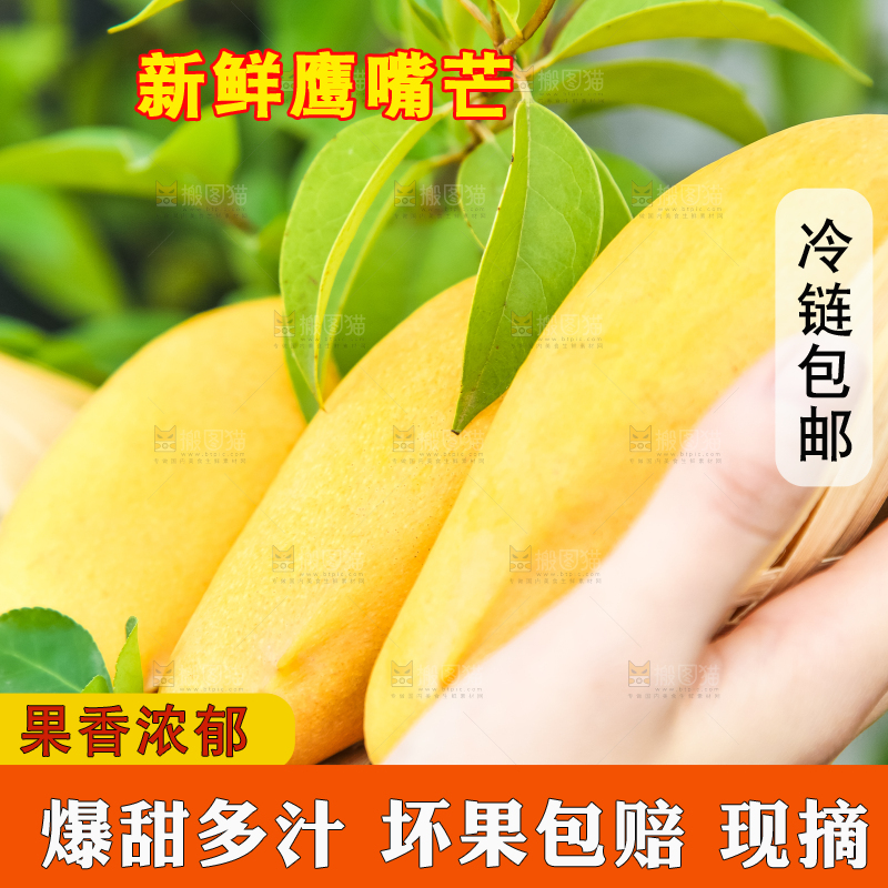 鹰嘴芒
