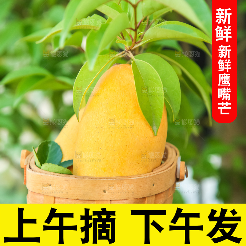 鹰嘴芒