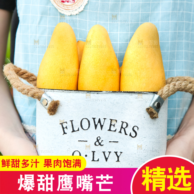 鹰嘴芒