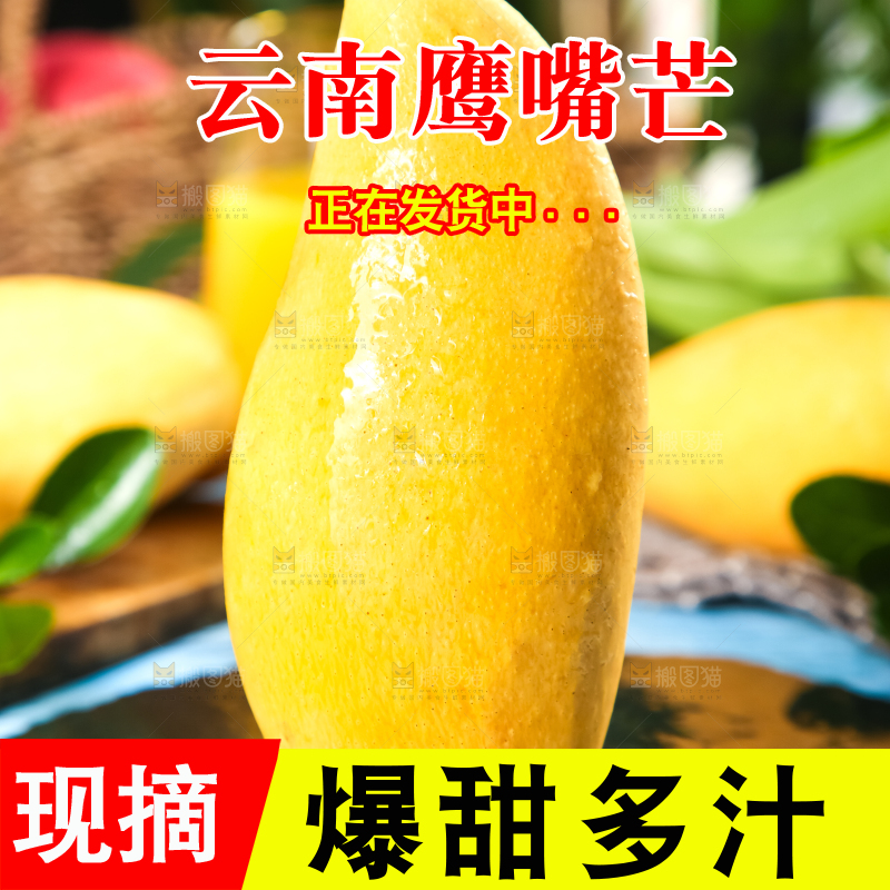 鹰嘴芒