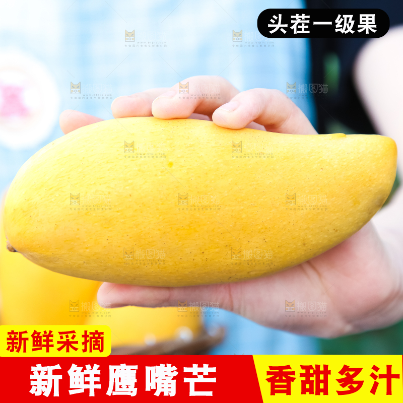 鹰嘴芒