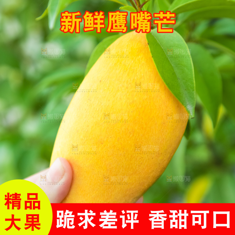 鹰嘴芒