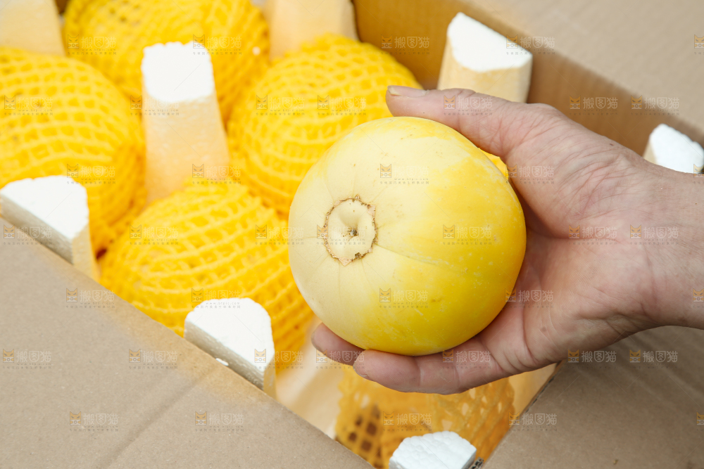 小蜜蜂甜瓜