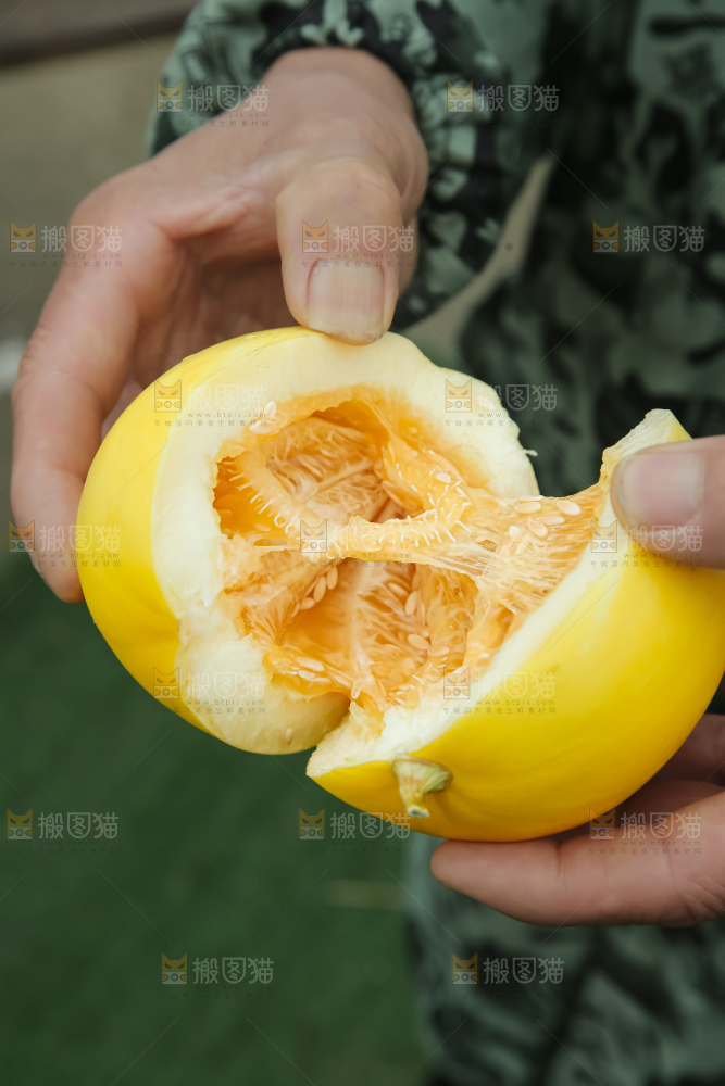 小蜜蜂甜瓜