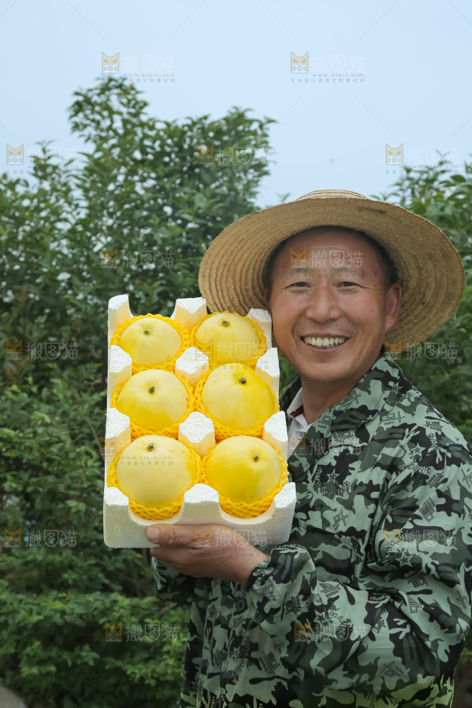小蜜蜂甜瓜