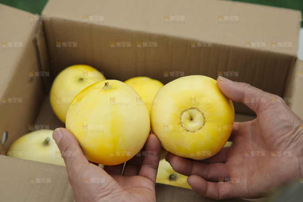 小蜜蜂甜瓜