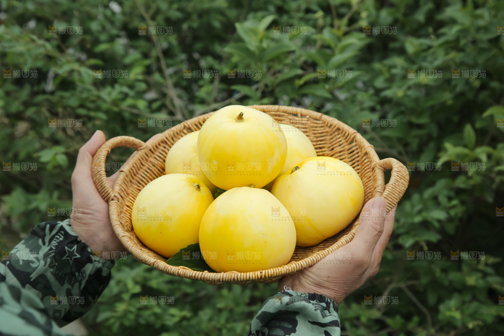 小蜜蜂甜瓜