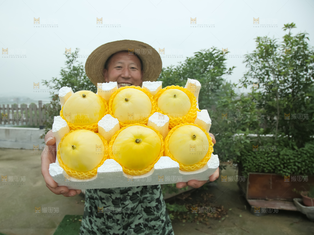 小蜜蜂甜瓜