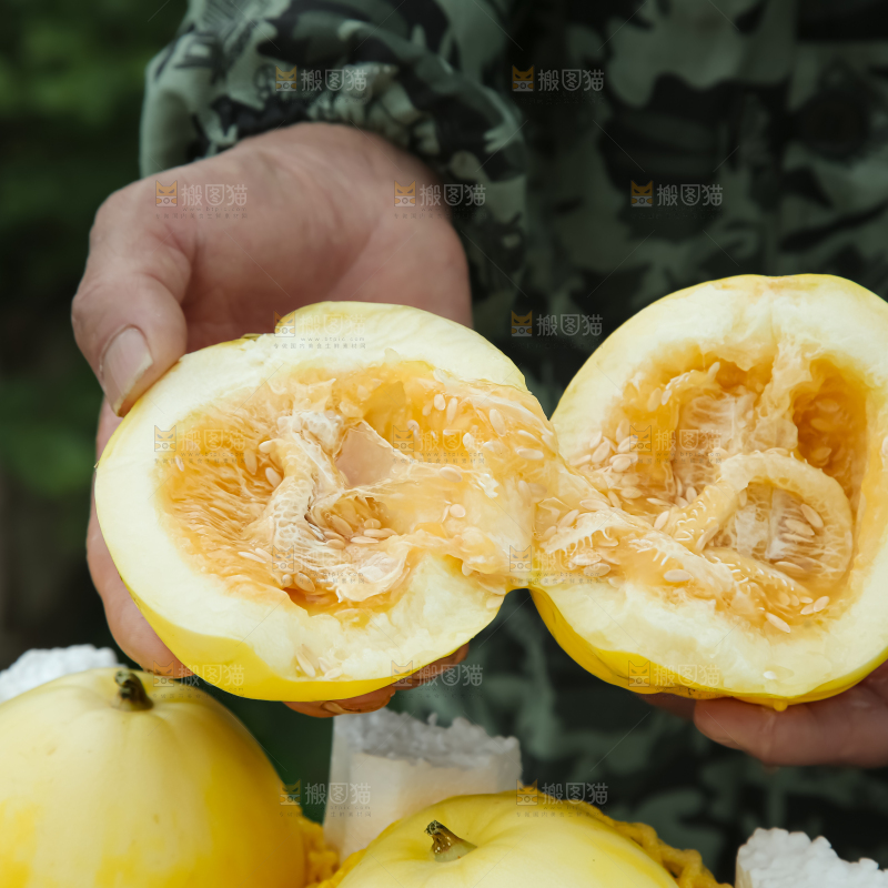 小蜜蜂甜瓜