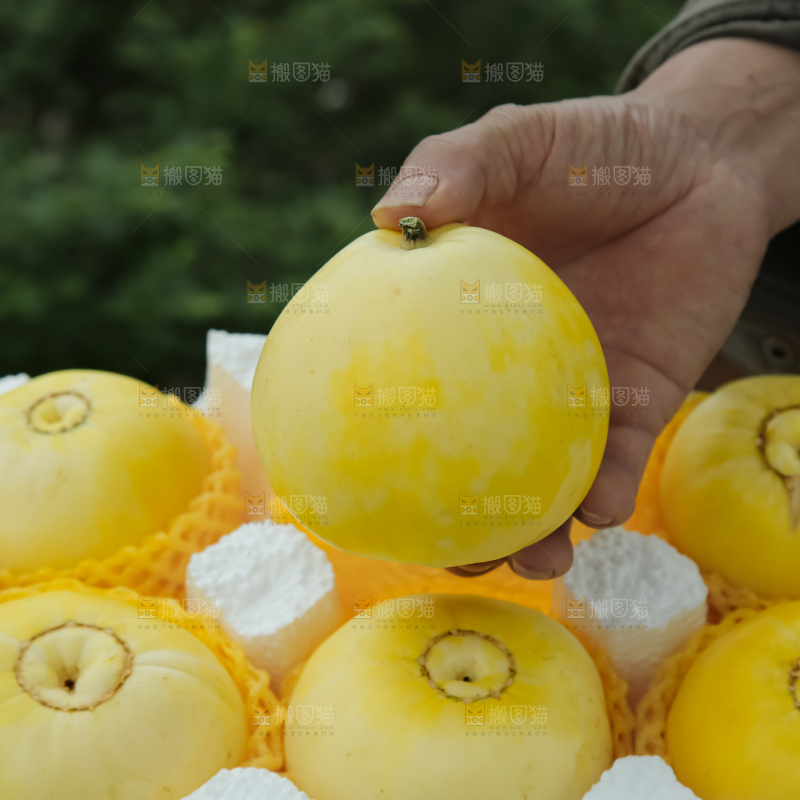 小蜜蜂甜瓜