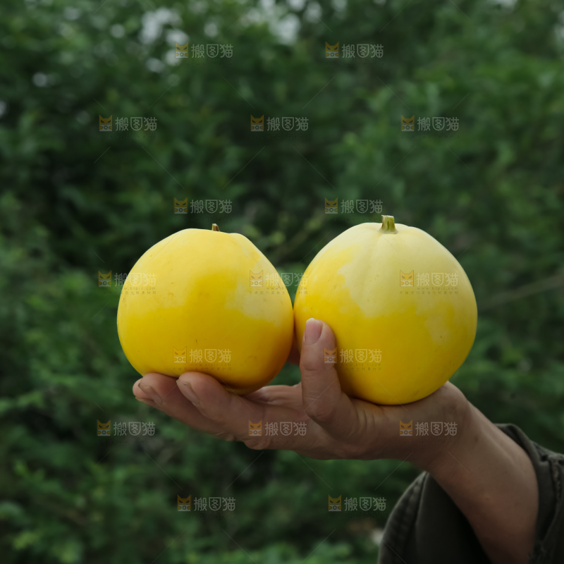 小蜜蜂甜瓜