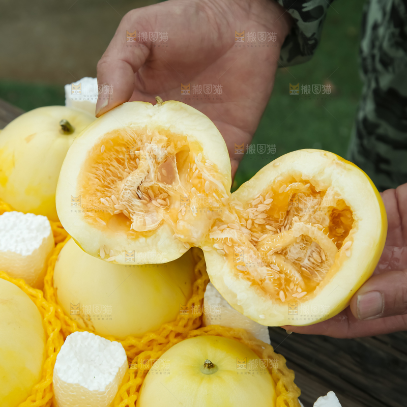 小蜜蜂甜瓜