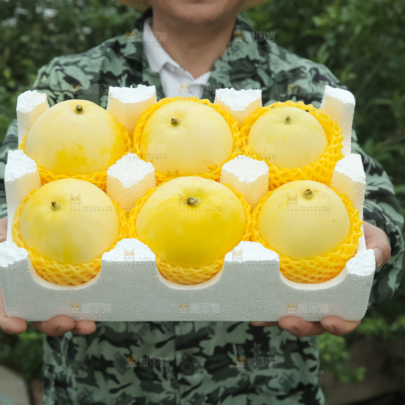 小蜜蜂甜瓜