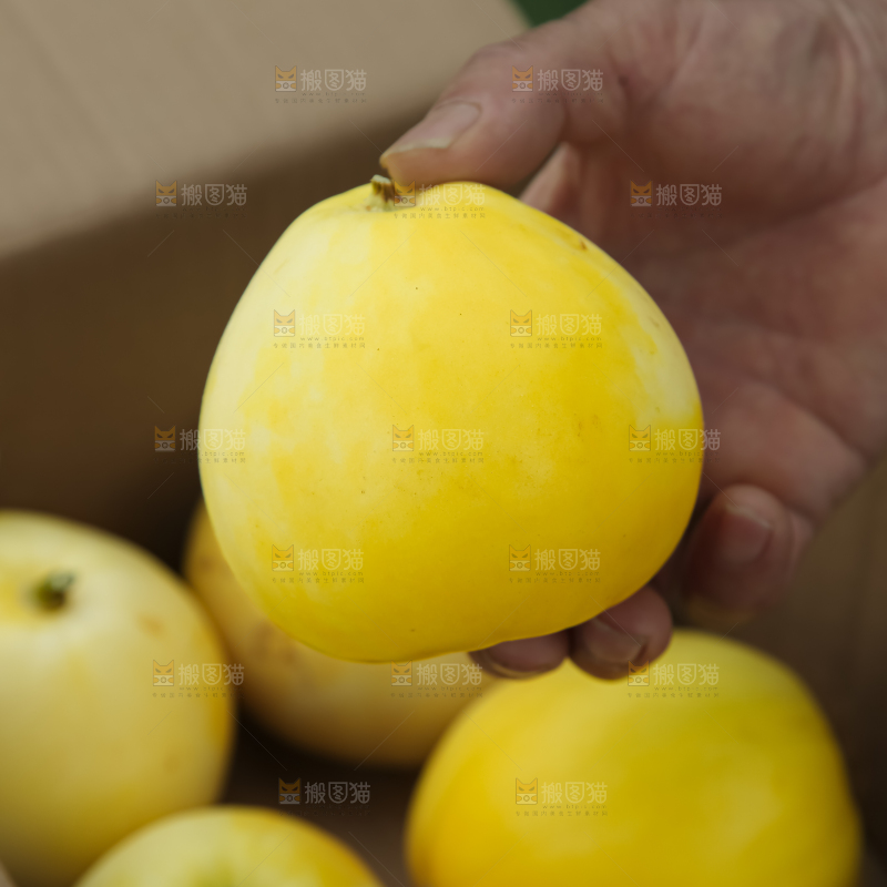 小蜜蜂甜瓜