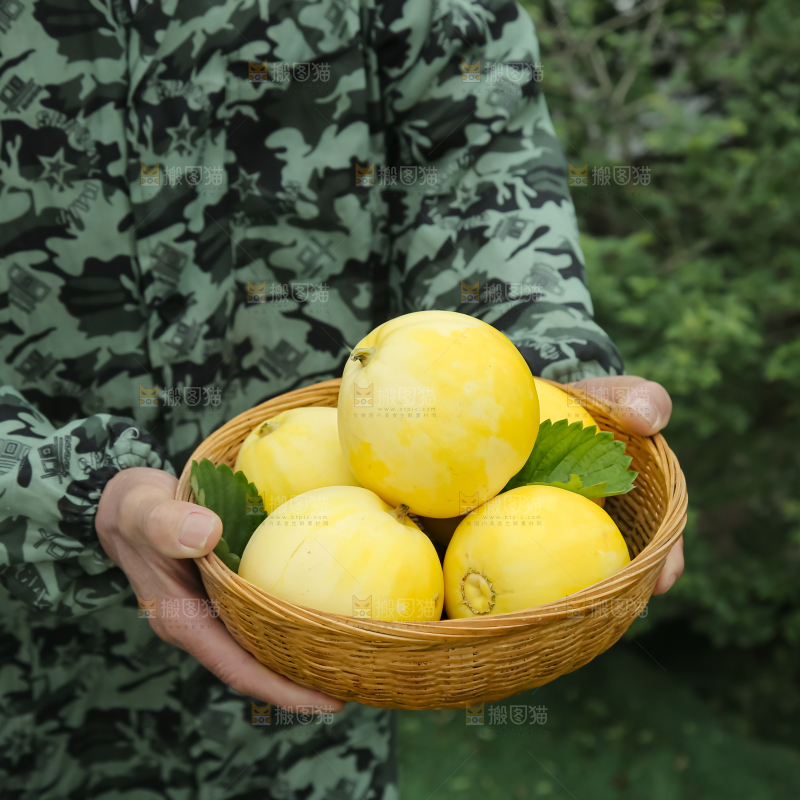小蜜蜂甜瓜