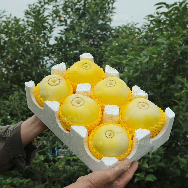 小蜜蜂甜瓜