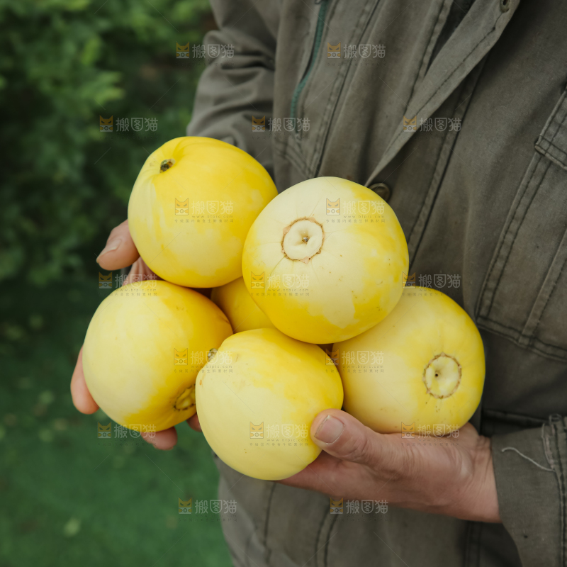 小蜜蜂甜瓜