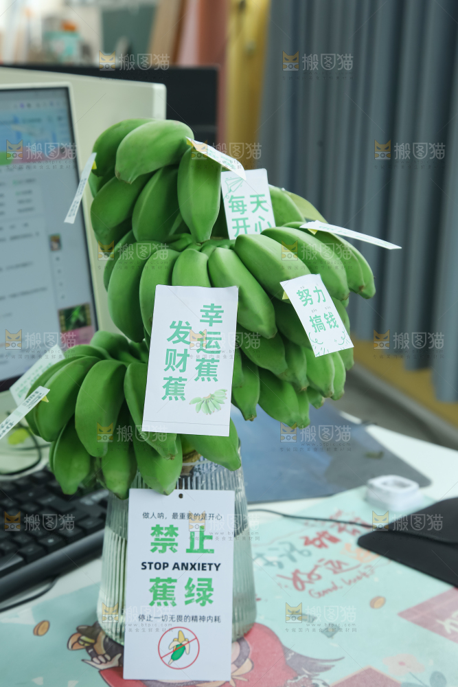 水培香蕉