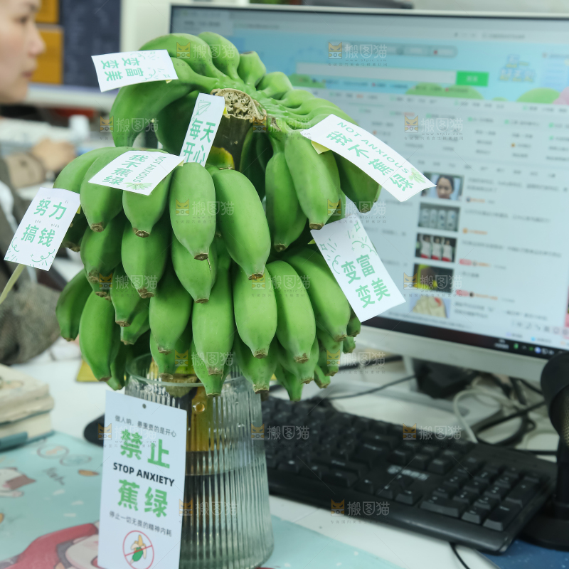 水培香蕉
