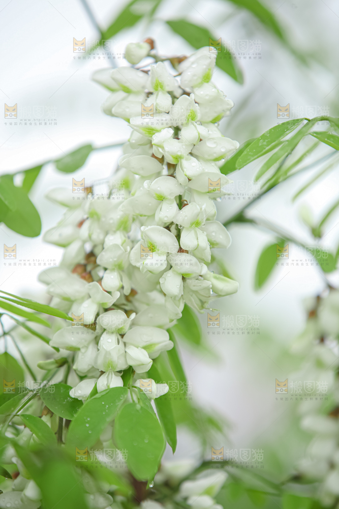 槐花