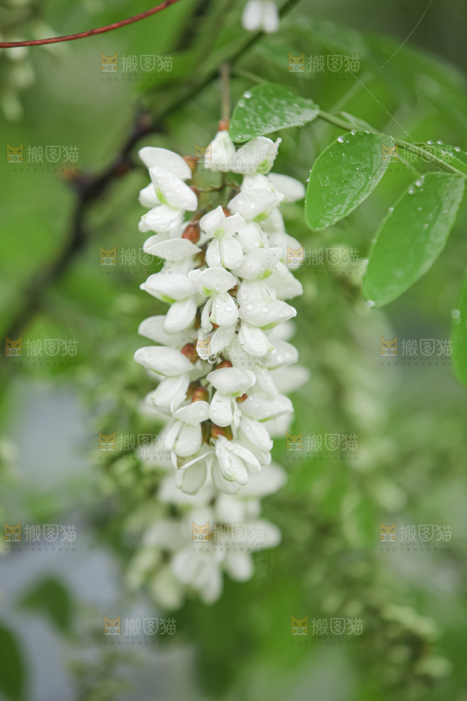 槐花