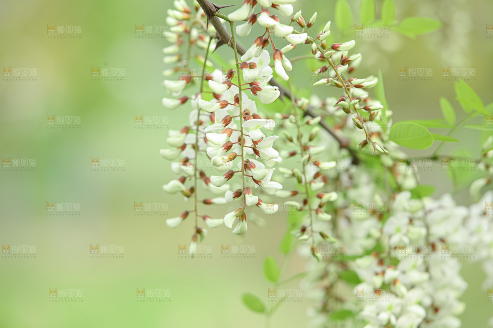 槐花