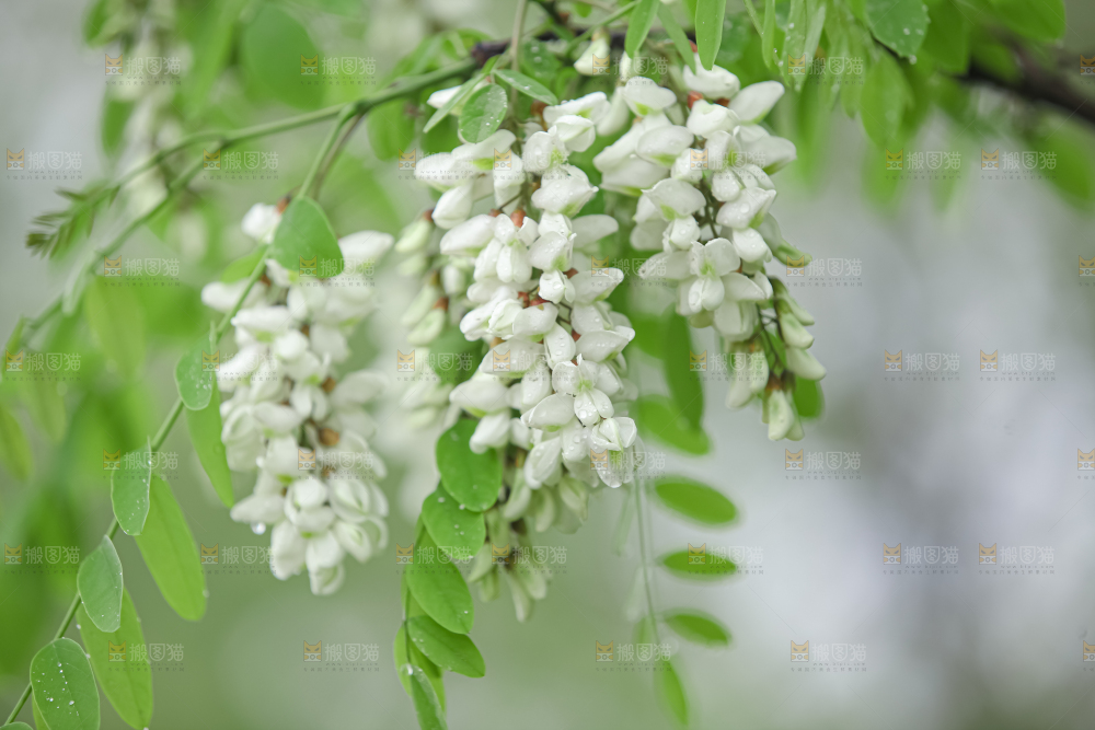 槐花