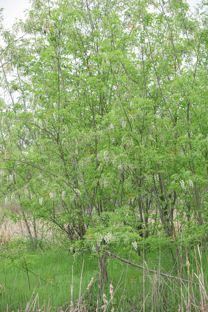 槐花