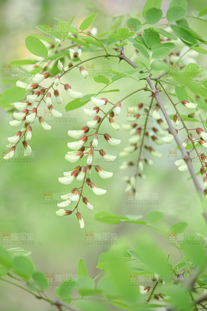 槐花
