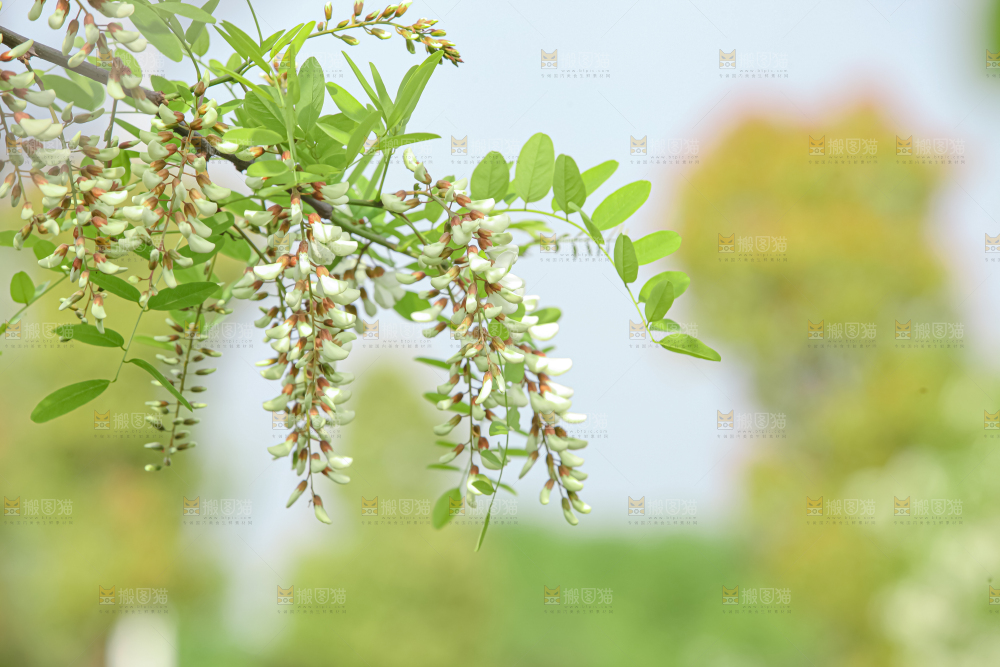 槐花