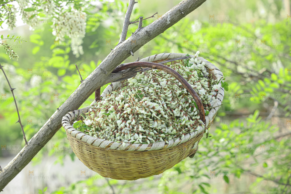 槐花