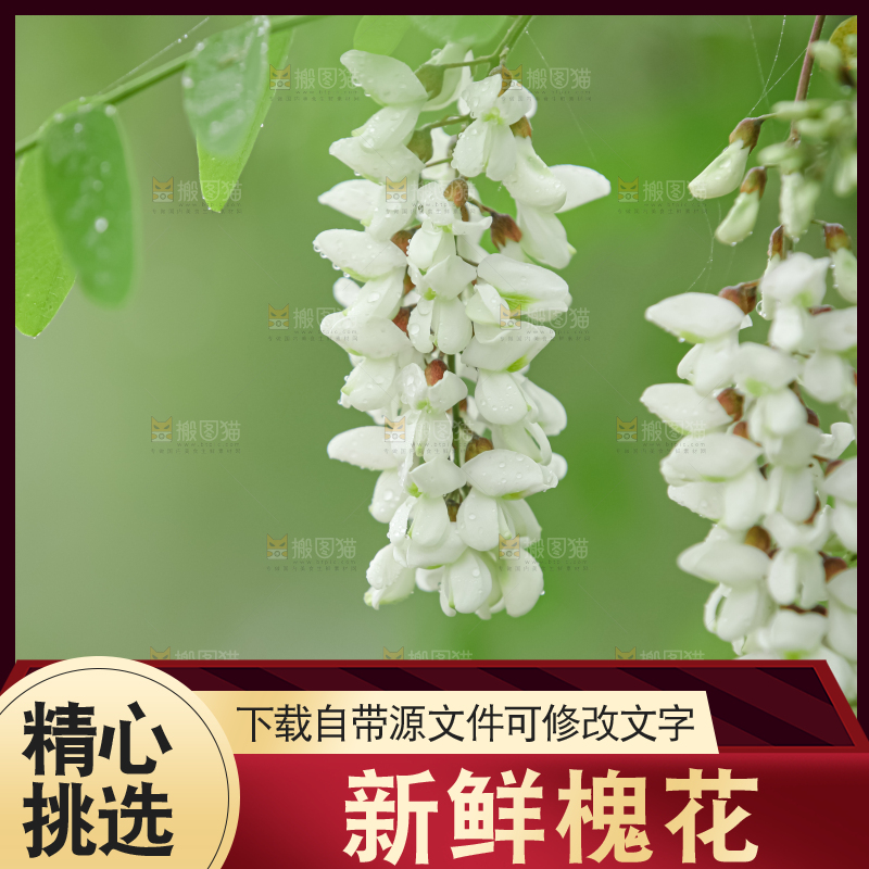 槐花
