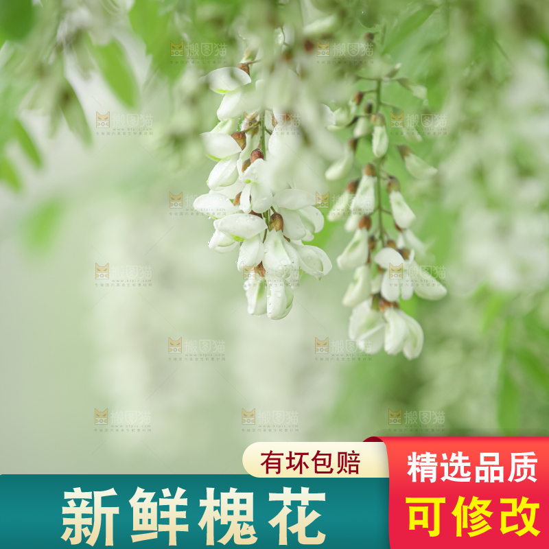 槐花