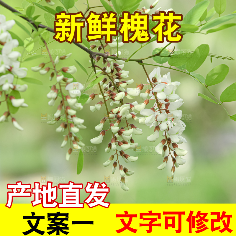 槐花